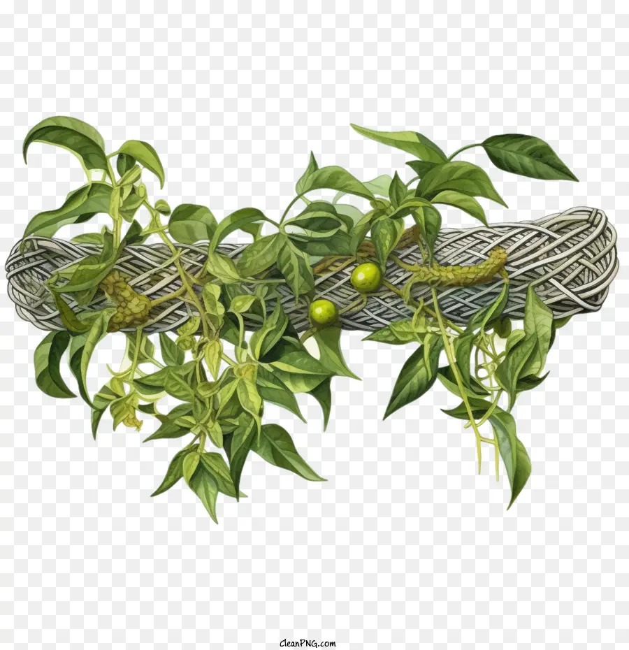 Planta Longa Verde，Planta De Tecelagem PNG