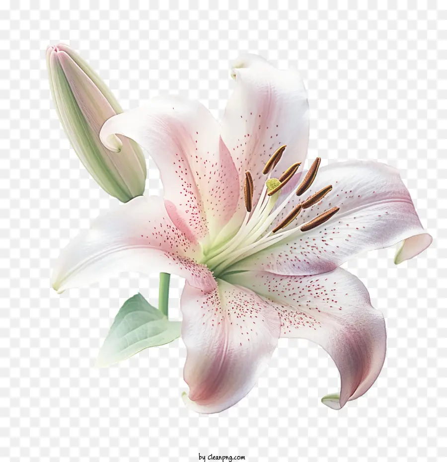 Flor Do Lírio，Lily PNG