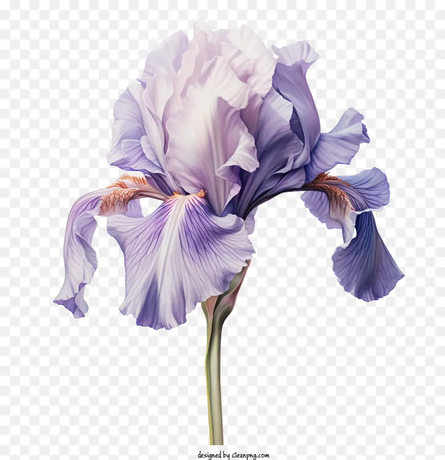 Flor De íris，Íris PNG