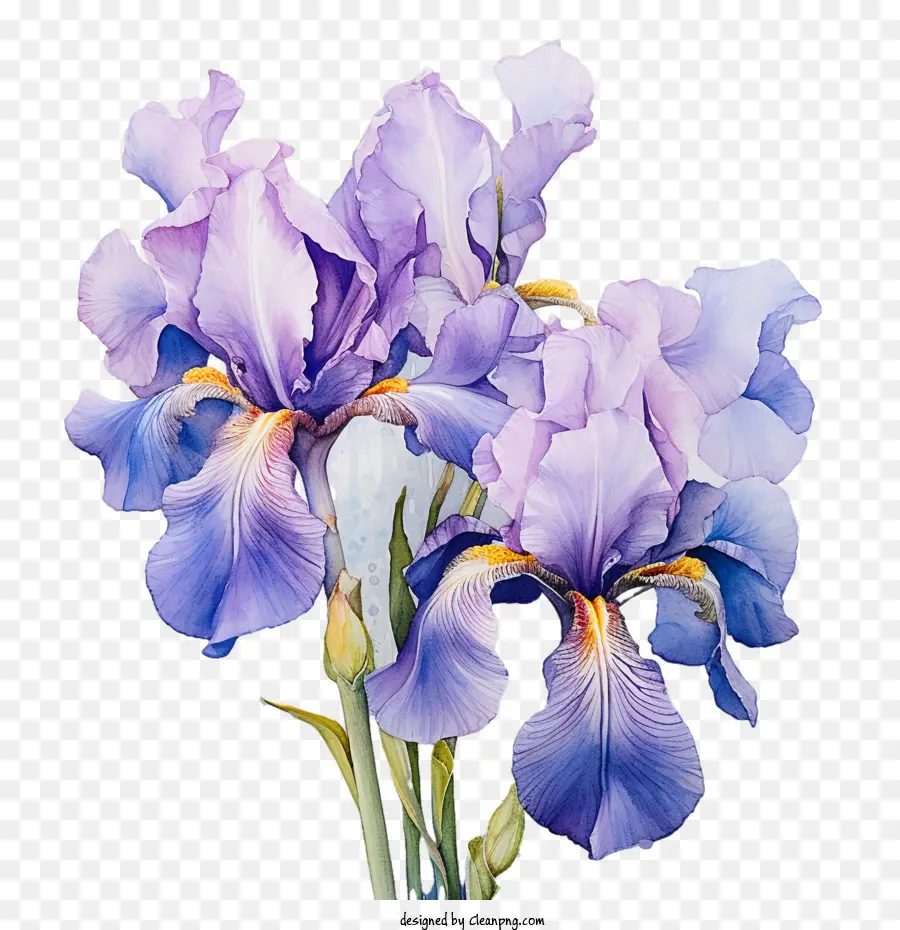 Flor De Iris，Iris PNG