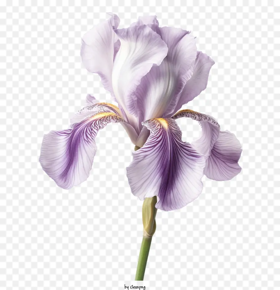 Flor De Iris，íris Roxo PNG