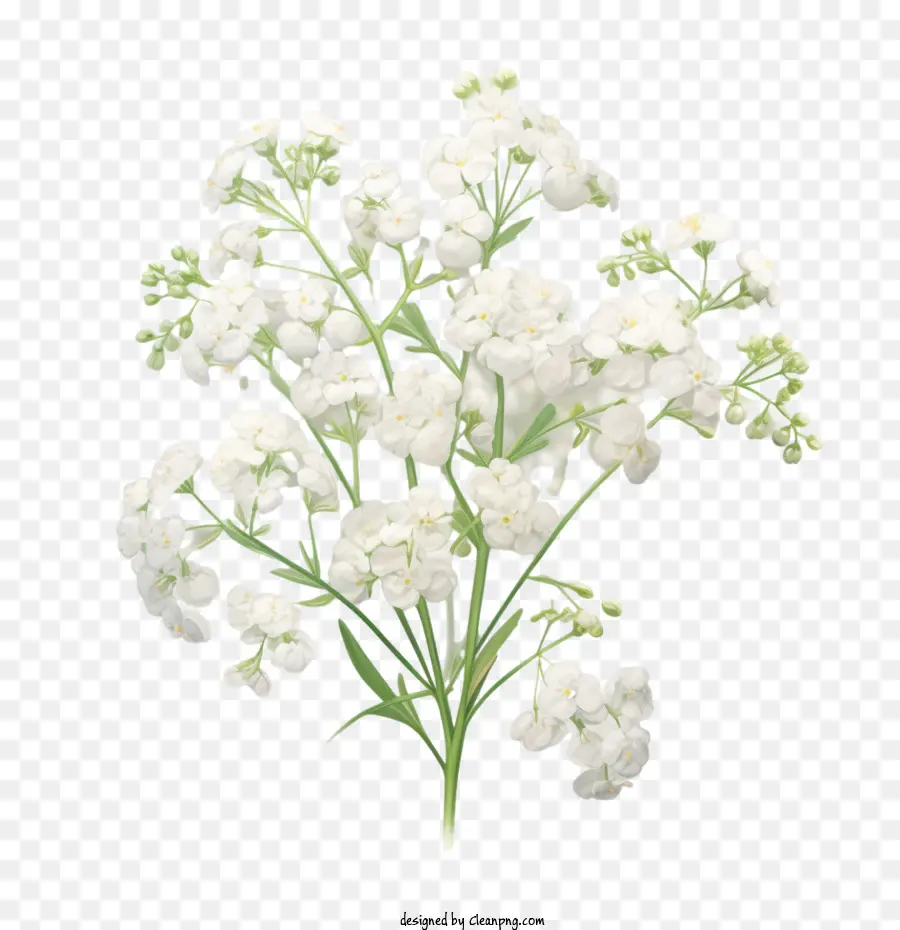 Bebê Respiração Flor，Branco PNG