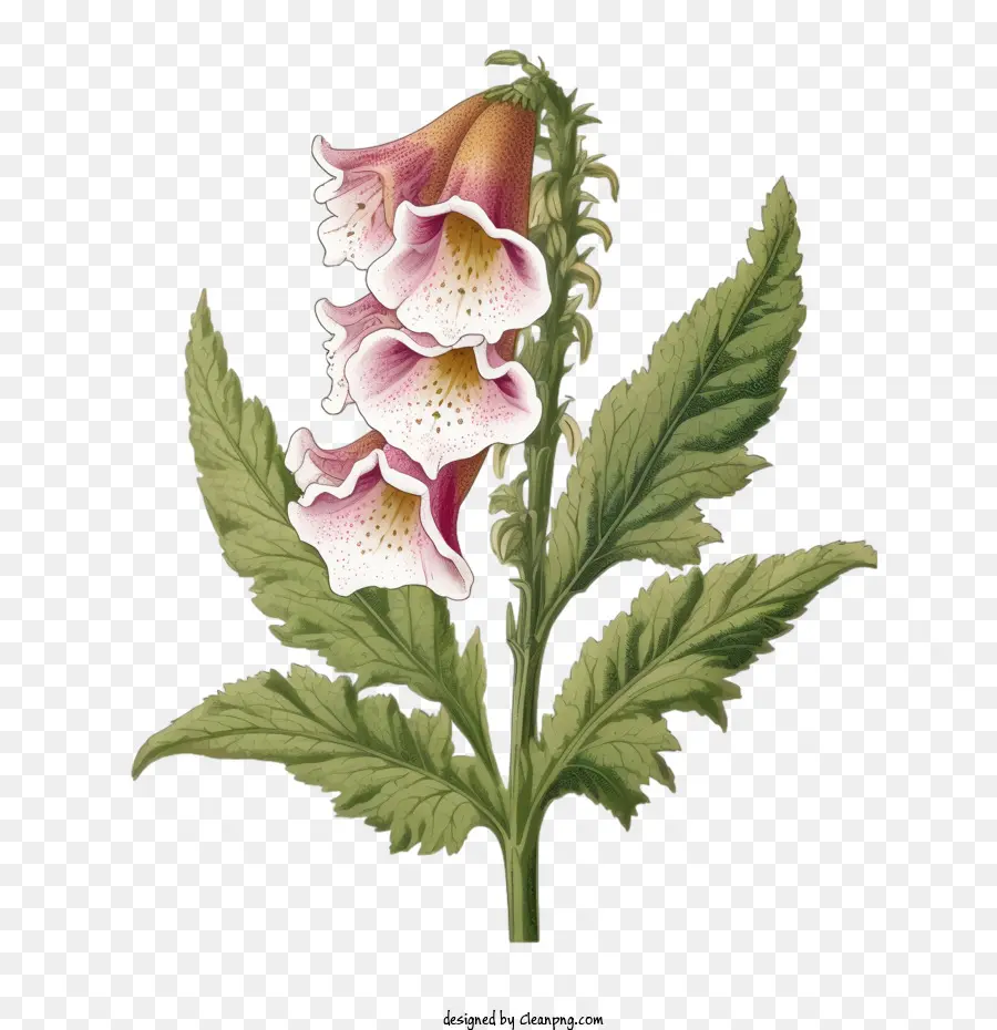 Flor De Foxglove，Digitalis PNG