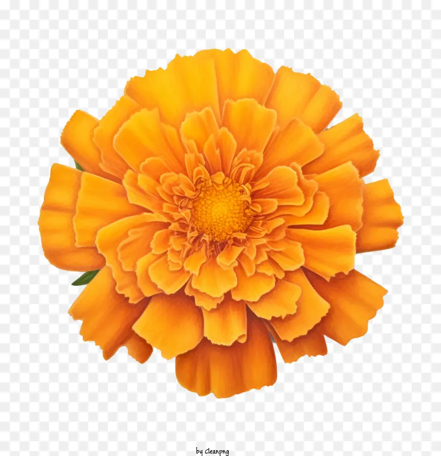 Flor De Calêndula，Flor PNG