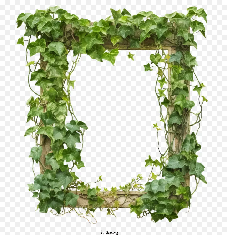 Ivy Quadro，Planta Quadro PNG