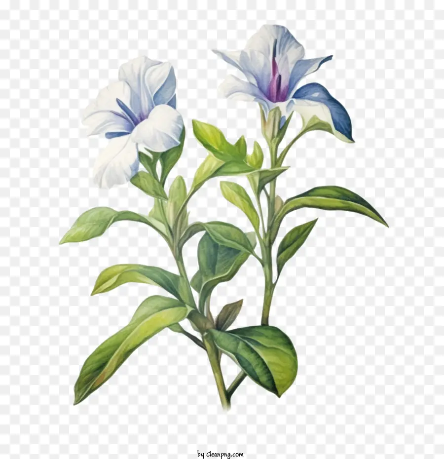Vinca Flor，Flores Brancas PNG