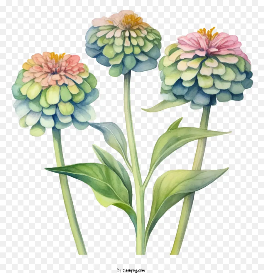 Flor Da Zinnia，Aquarela PNG