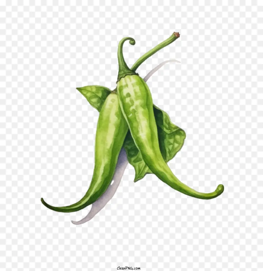Verde Pimenta，Red Hot Chili Peppers PNG