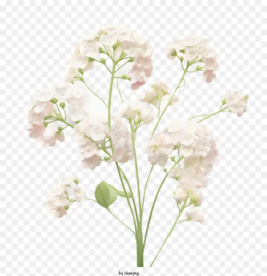 Bebê Respiração Flor，Buquê PNG