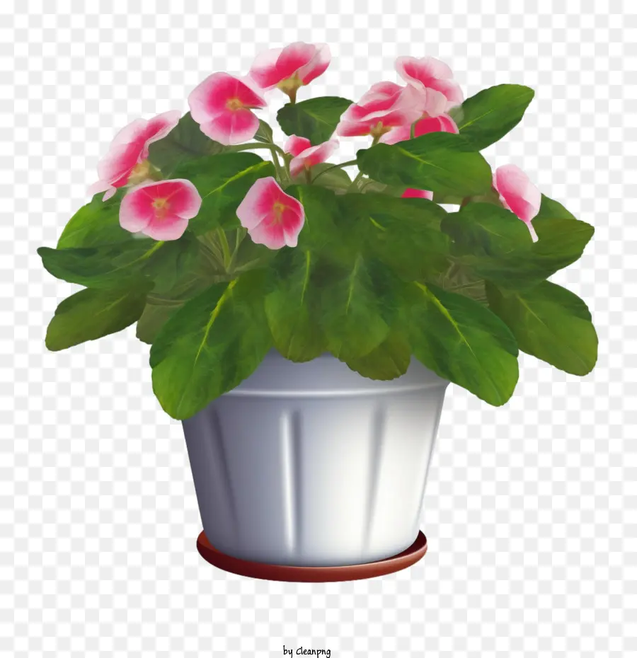 Impatiens Flor，Planta De Vaso PNG