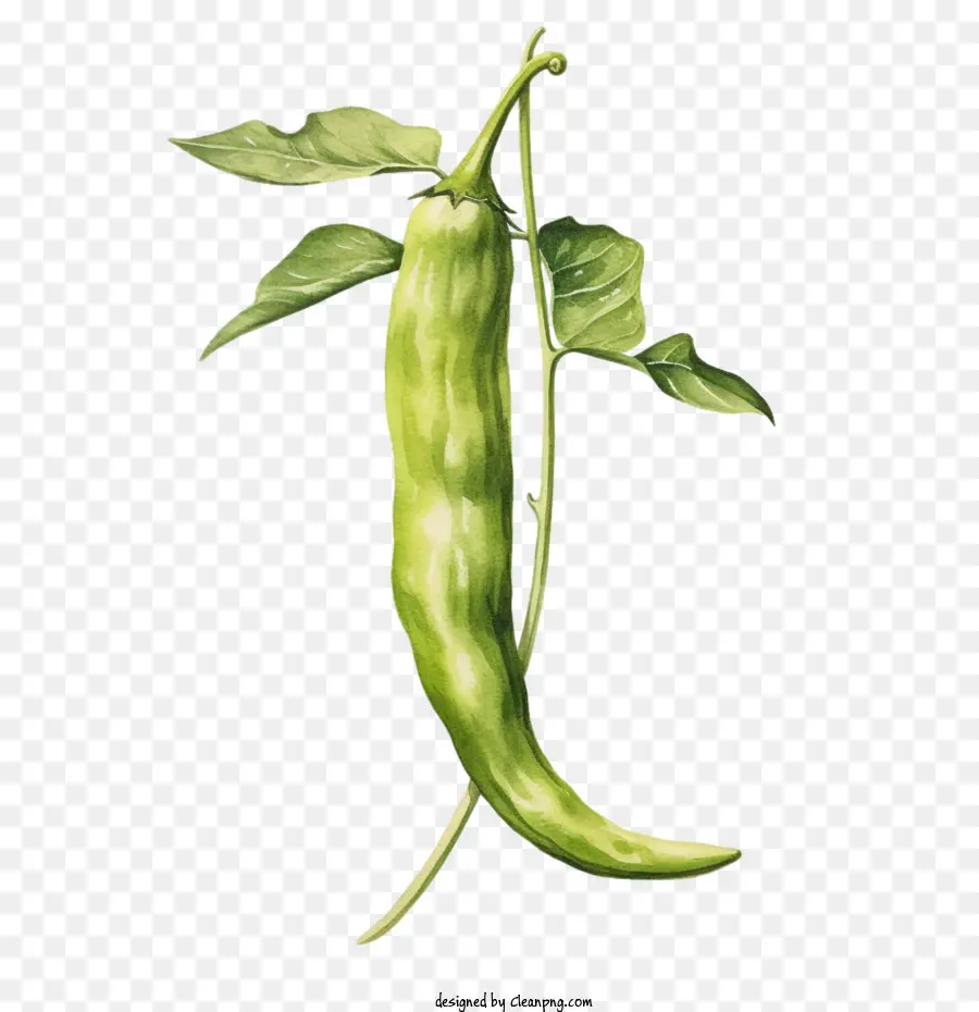 Verde Pimenta，Pimenta PNG