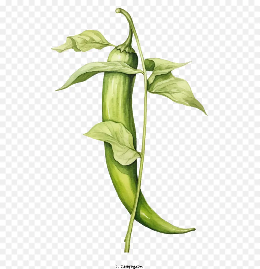 Verde Pimenta，Chili Pepper PNG