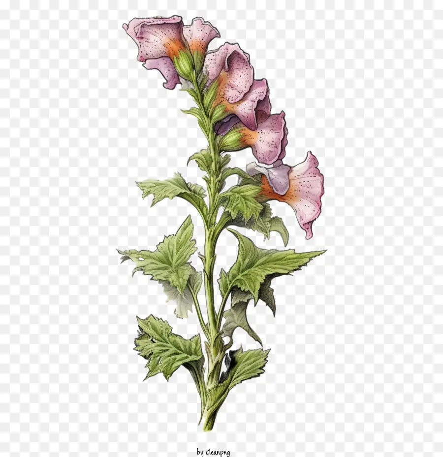 Flor De Foxglove，Flor Rosa PNG