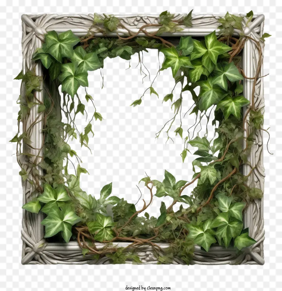 Ivy Quadro，Planta Quadro PNG