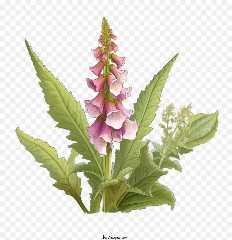 Flor De Foxglove，Flores Silvestres PNG