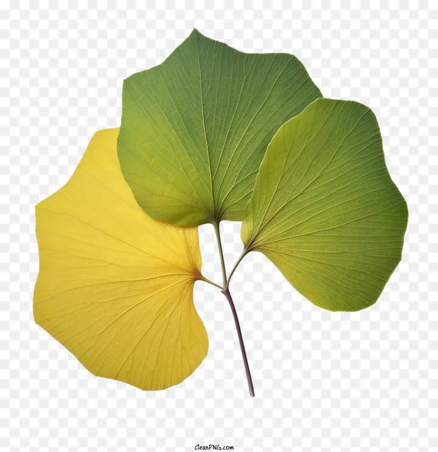 Ginkgo Folha，Doublewinged PNG