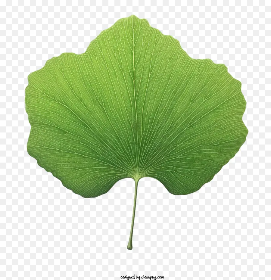 Ginkgo Folha，Ginkgo Biloba PNG