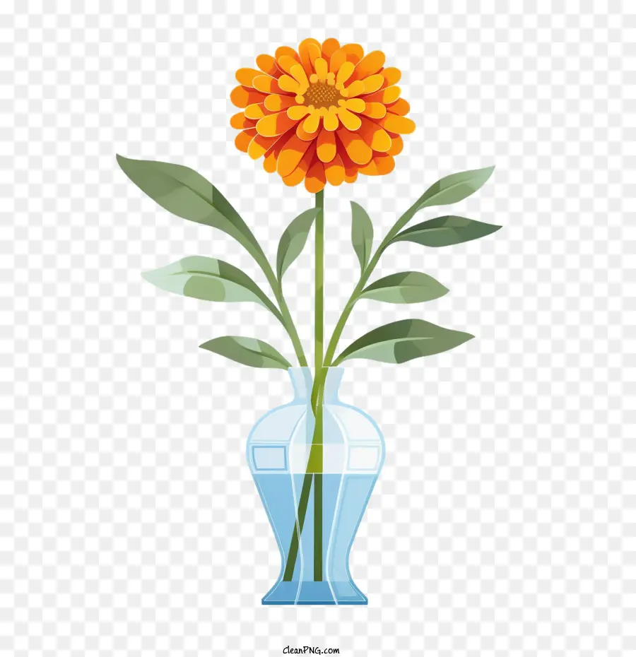 Flor Zínia，Flor PNG