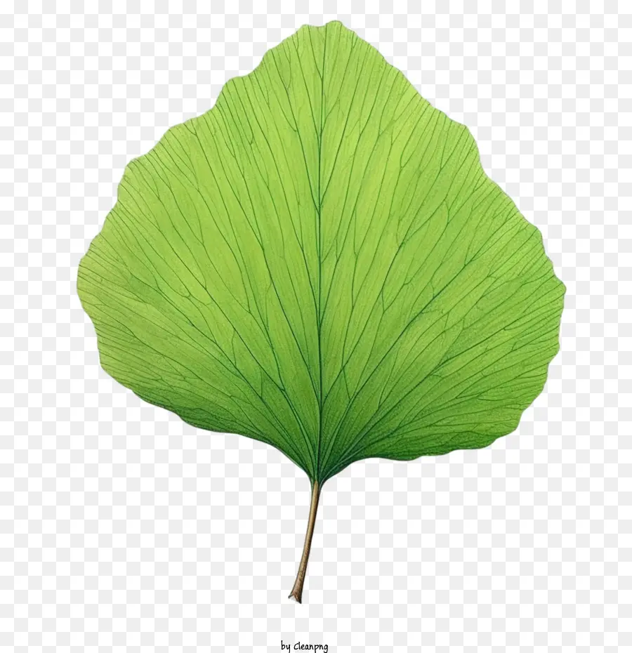 Folha De Ginkgo，Verde PNG