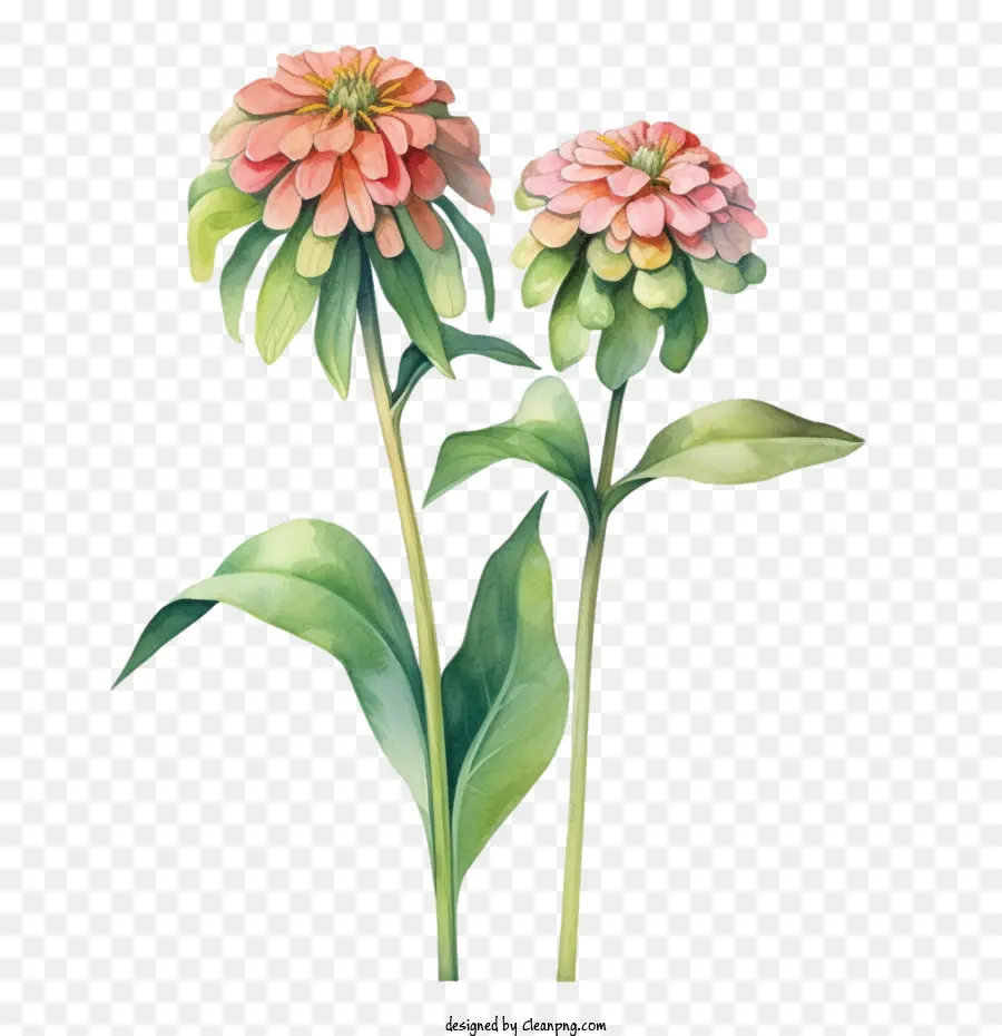 Flor Da Zinnia，Pêssego PNG