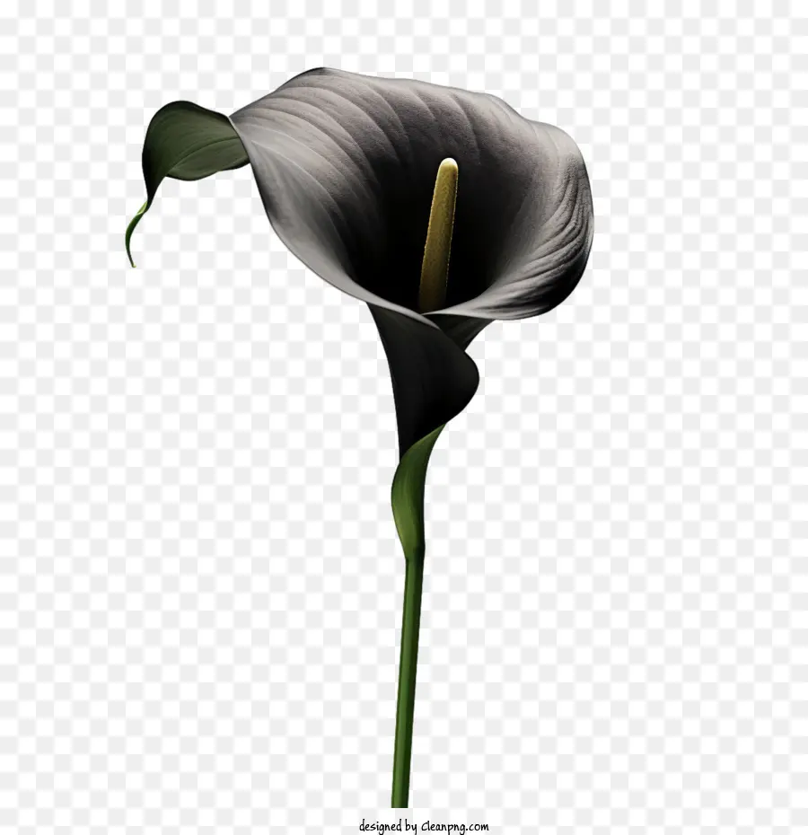 Lírio De Calla，Preto PNG