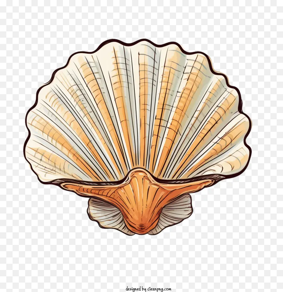 Seashell，Shell PNG