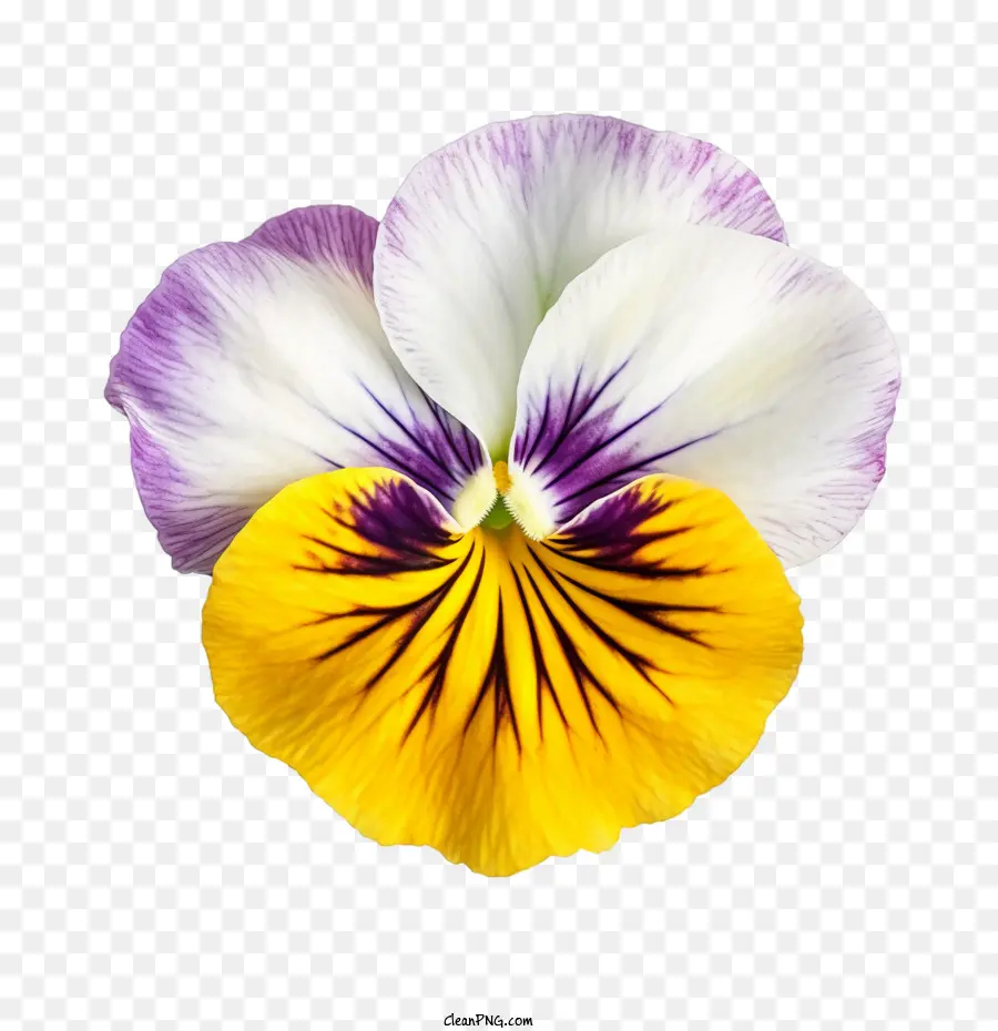Pansy Flor，Imgyellow PNG