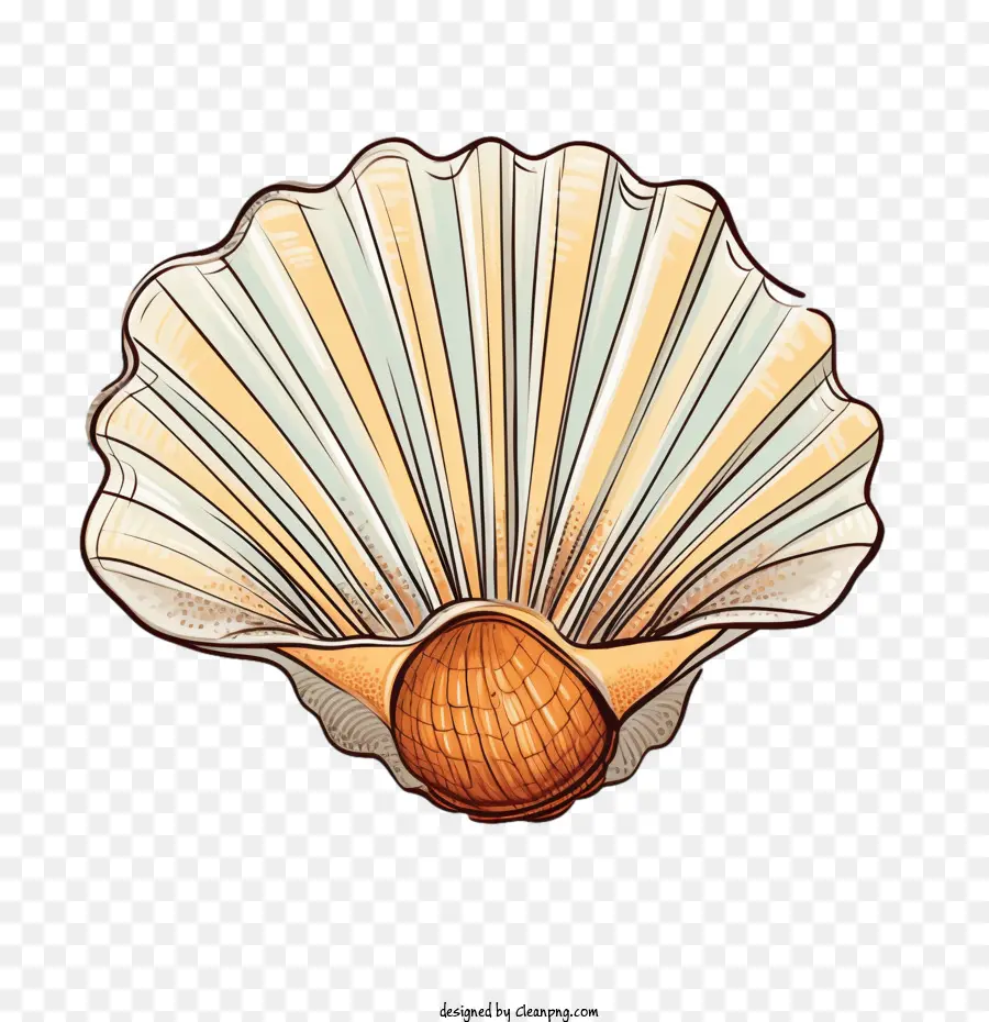 Seashell，Laranja PNG