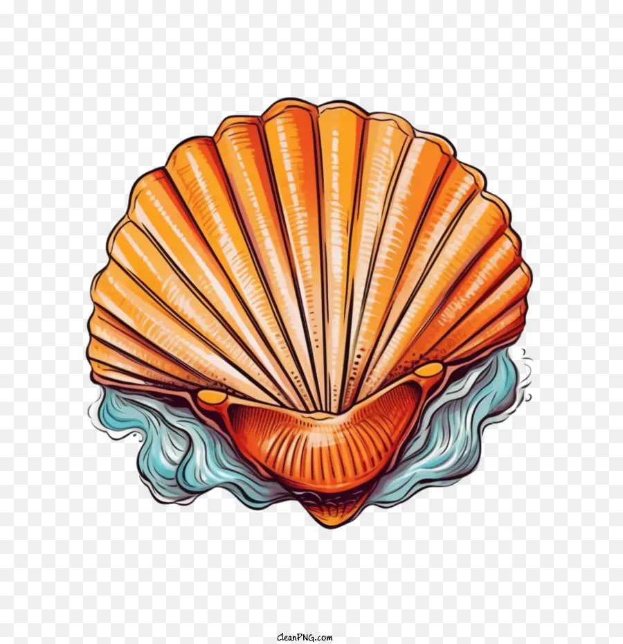 Seashell，Shell PNG