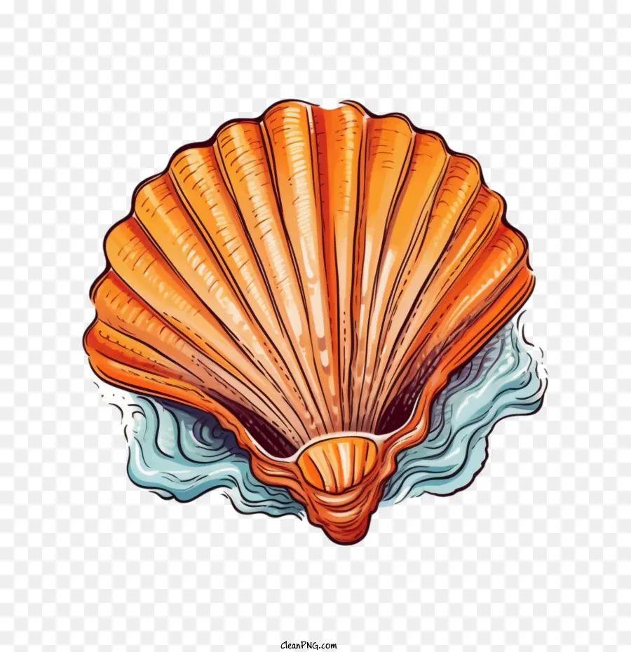 Seashell，Clam PNG