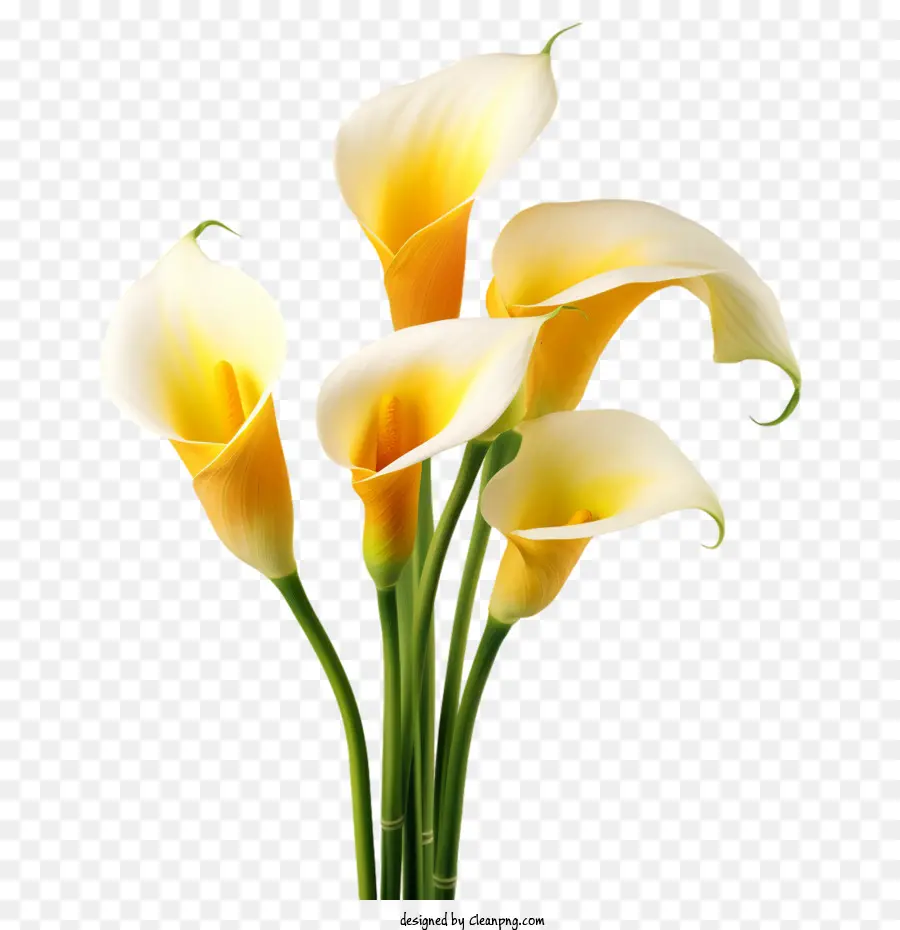 Lírio De Calla，Flor PNG