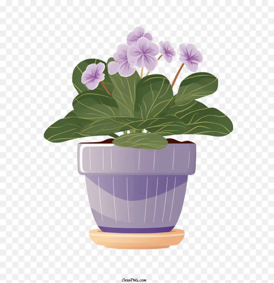 Violeta Africana，Plantar Em Uma Panela PNG
