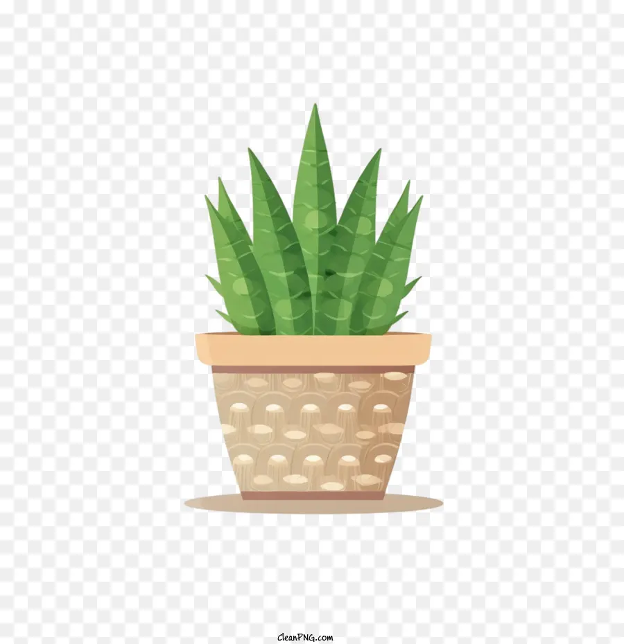 Planta Aloe，Plantar Em Uma Panela PNG