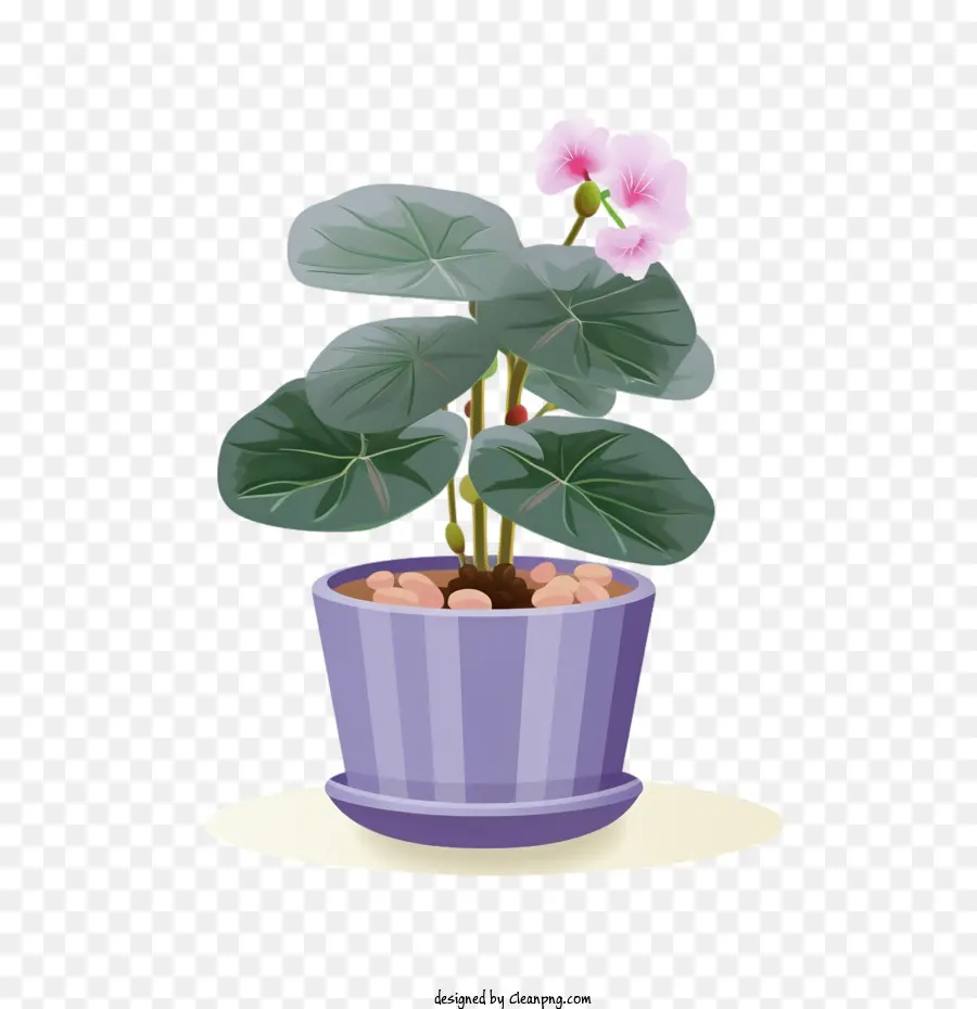 Violeta Africana，Plantar Em Uma Panela PNG