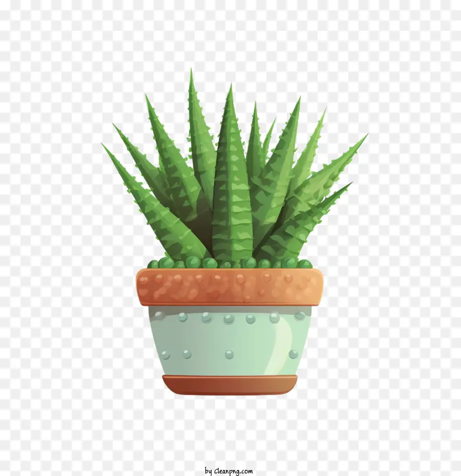 Planta Aloe，Plantar Em Uma Panela PNG