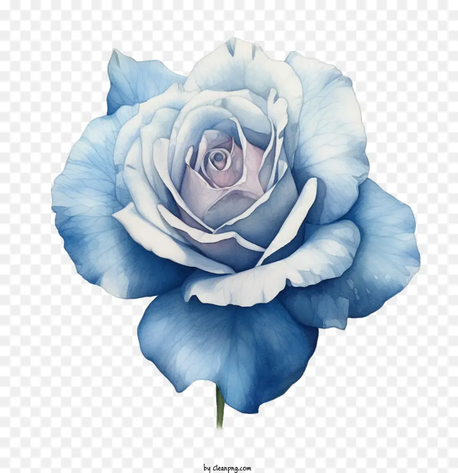 Rosa Azul，Aquarela PNG