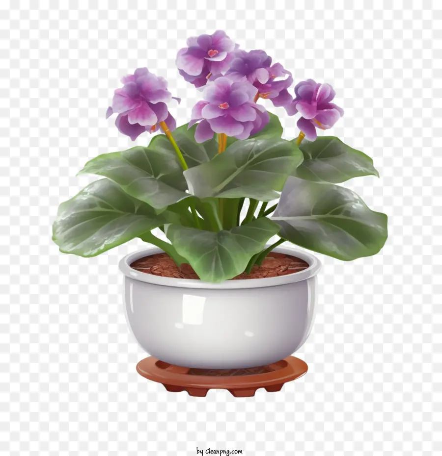 Violeta Africana，Plantar Em Uma Panela PNG