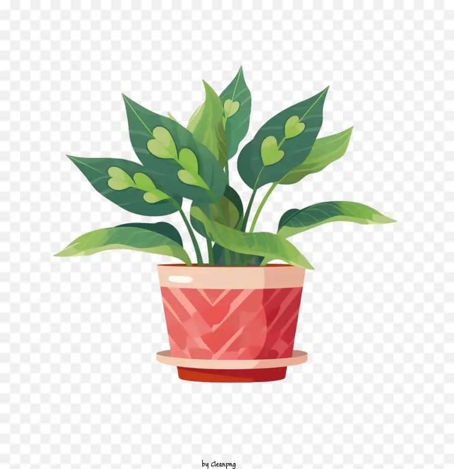 Chinês Evergreen，Um Vaso De Planta PNG