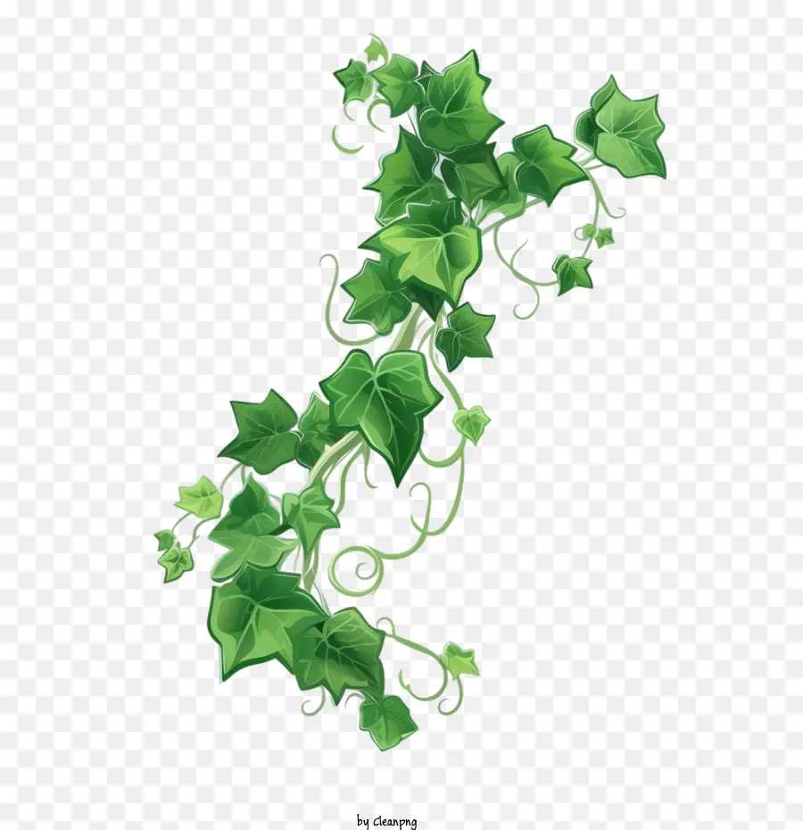 Ivy Plant，Videira PNG