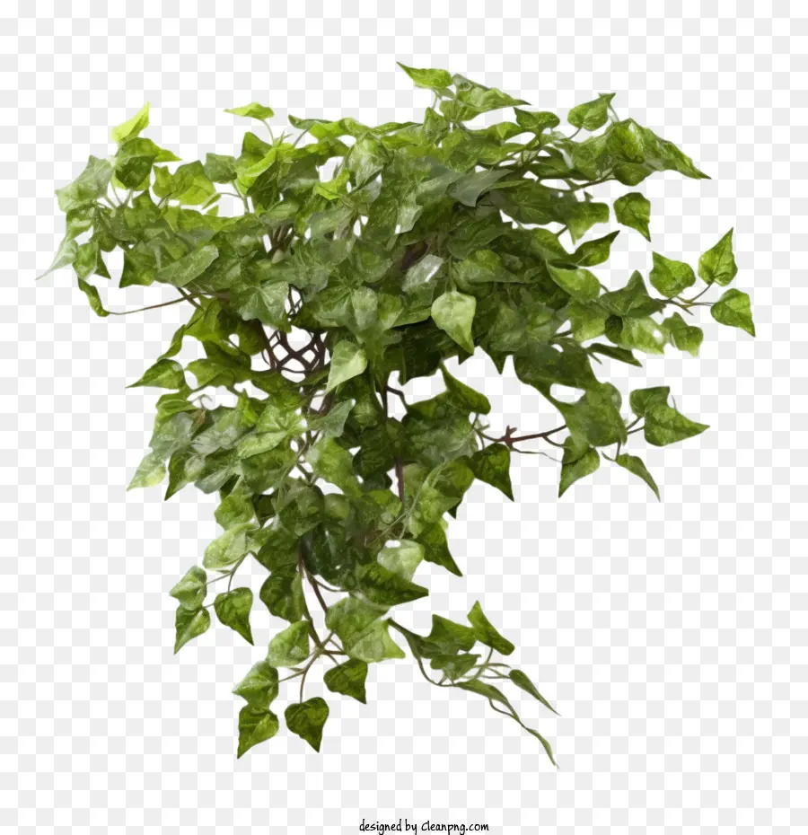 Ivy Plant，Verde PNG