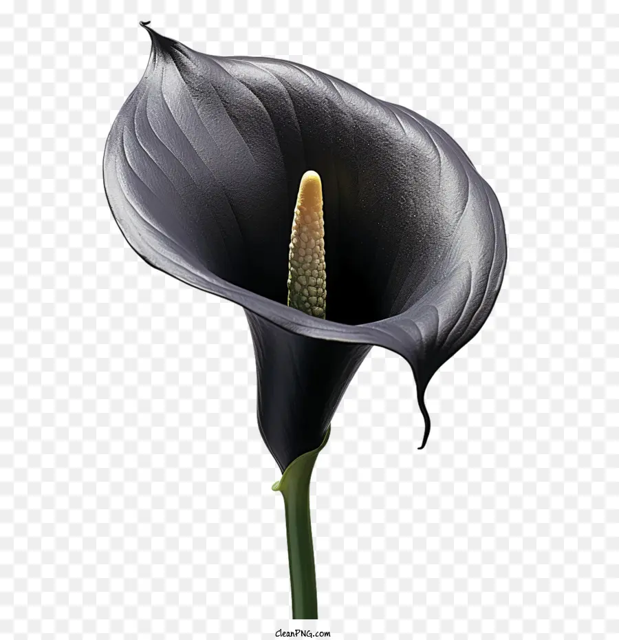 Lírio，Lírio De Calla Preto PNG