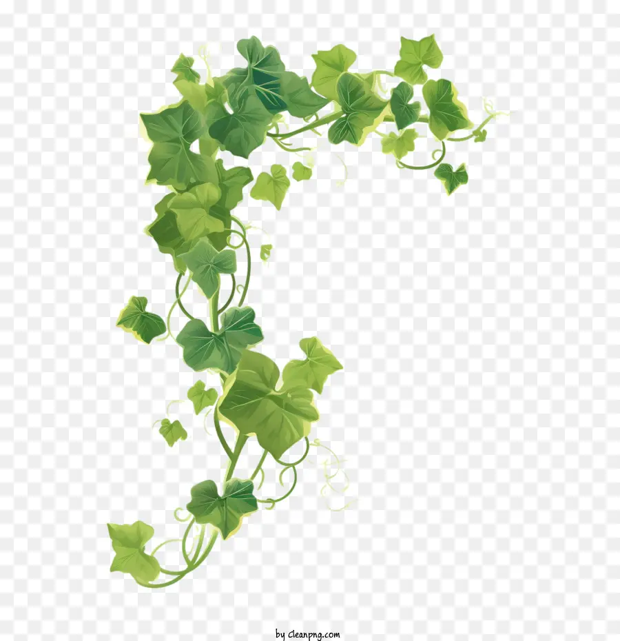 Ivy Plant，Ivy PNG