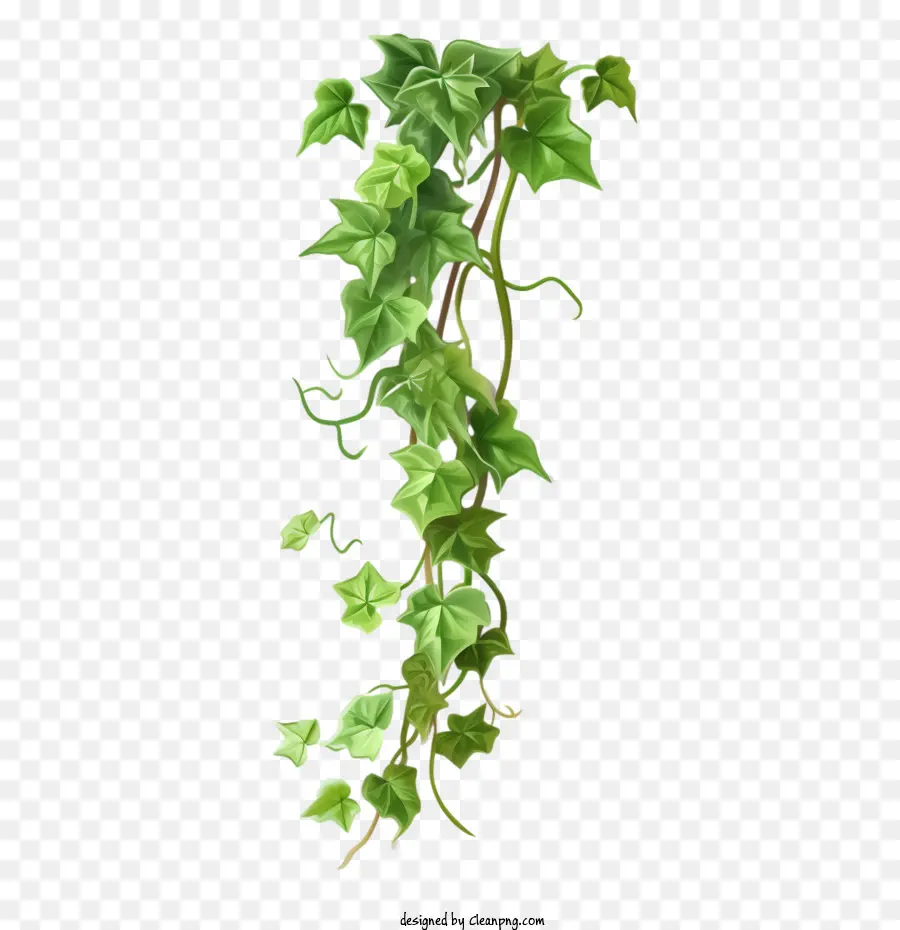 Ivy Plant，Ivy PNG