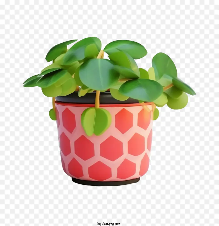 Peperomia Watermelon，Planta PNG