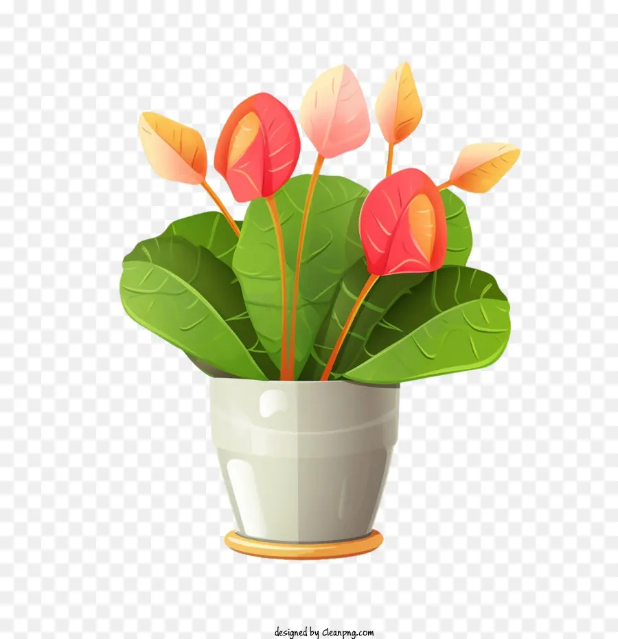 Planta Antúrio，Planta Em Vaso PNG