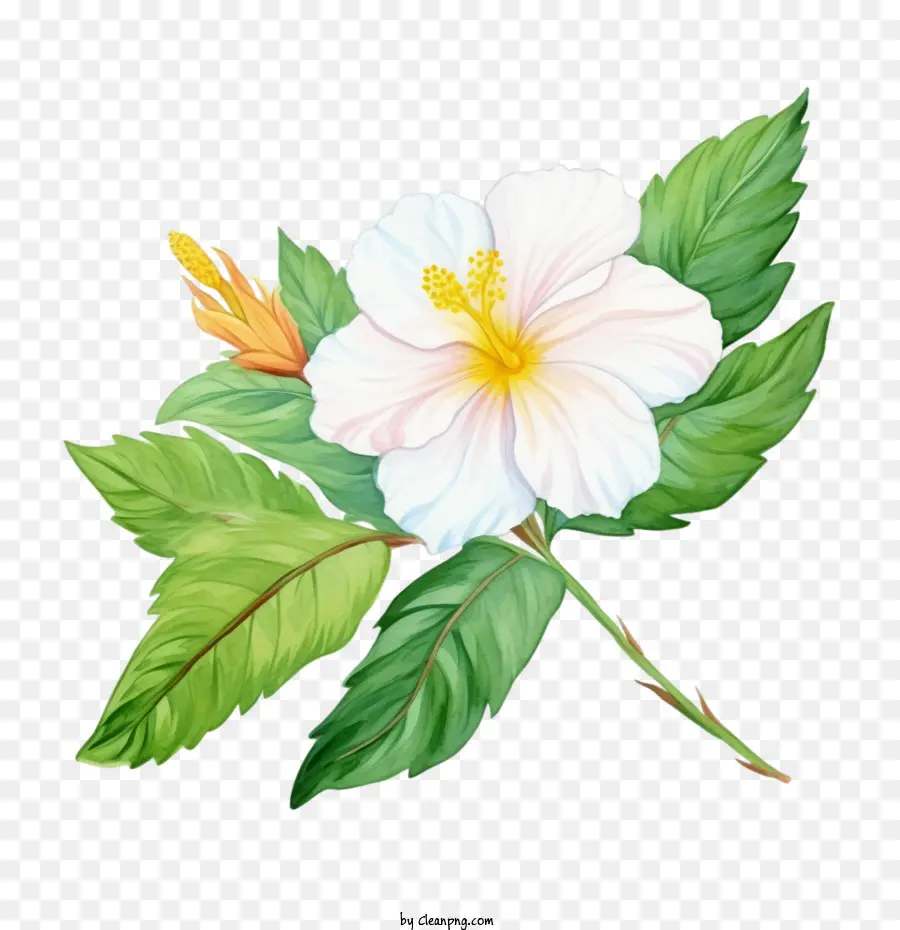 Flor，Flor De Hibisco Branco PNG