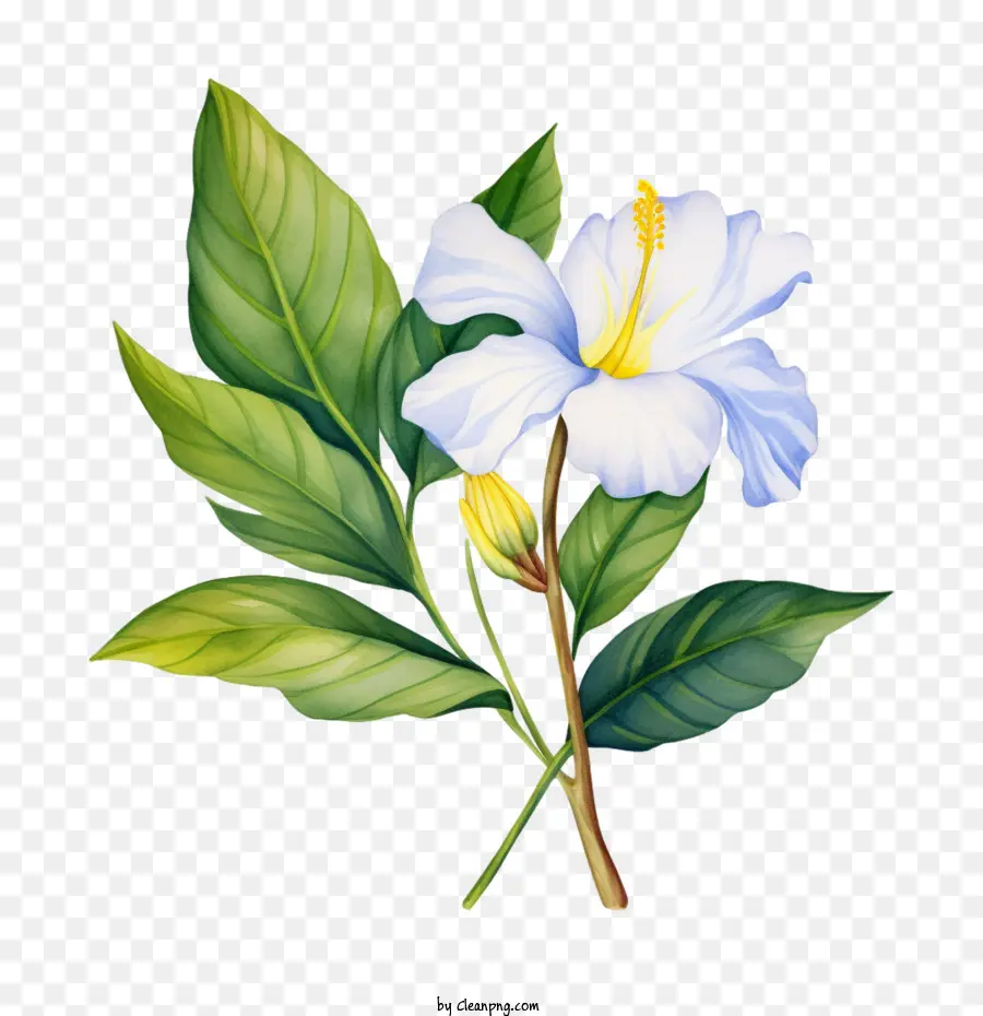 Flor，Flor Branca PNG