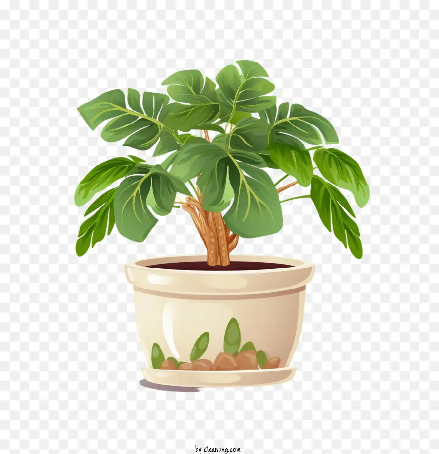Árvore Filodendron Plant，Planta PNG