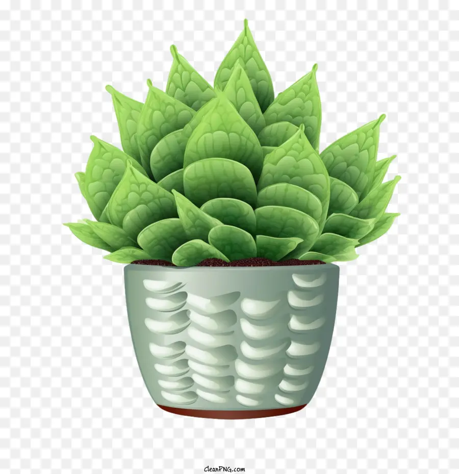 Haworthia Cymbiformis Plant，Planta De Vaso PNG