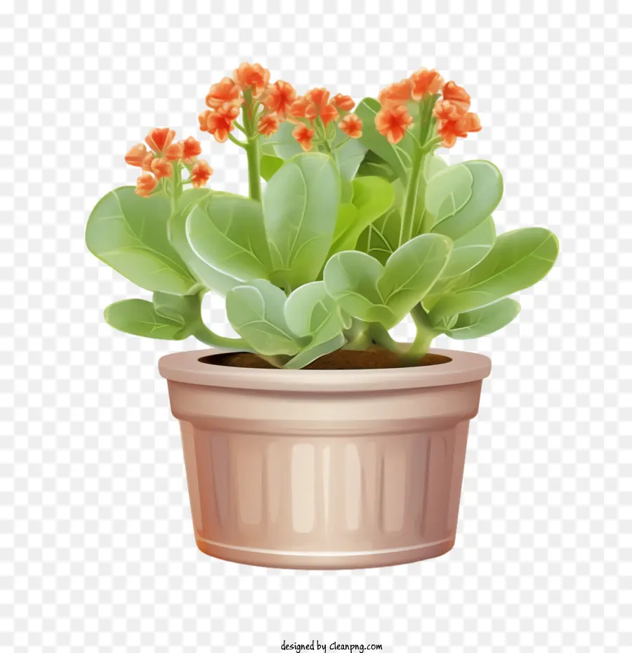 Planta De Kalanchoe，Vaso De Flores PNG